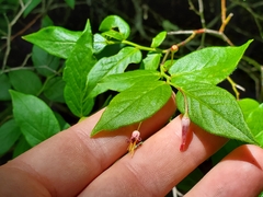 Vaccinium erythrocarpum