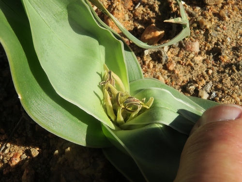 Colchicum albomarginatum