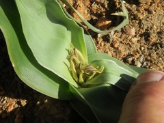 Colchicum albomarginatum