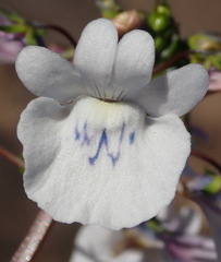 Nemesia elata