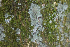 Punctelia jeckeri