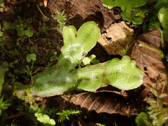 Conocephalum conicum