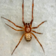 Theridiidae