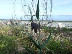 Fritillaria affinis