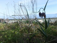 Fritillaria affinis