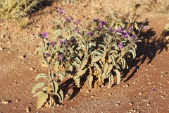 Solanum ellipticum