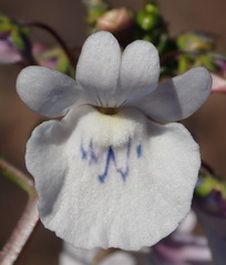 Nemesia elata