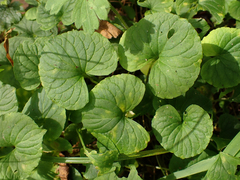 Viola palustris