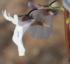 Nemesia elata