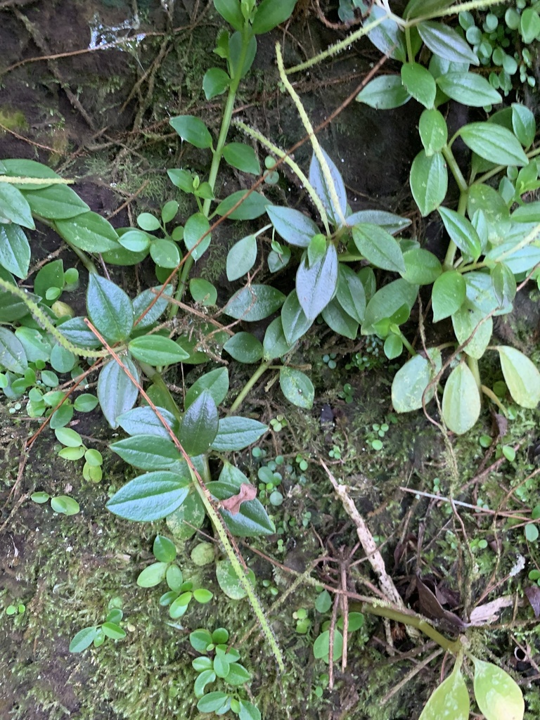 Peperomia boninsimensis (Peperomia boninsimensis)