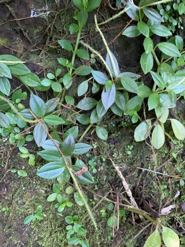 Peperomia boninsimensis iNat (1)