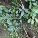 Peperomia boninsimensis - Photo (c) 岸本年郎, algunos derechos reservados (CC BY), subido por 岸本年郎