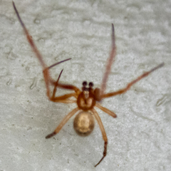 Theridiidae