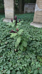 Phytolacca acinosa