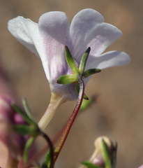 Nemesia elata