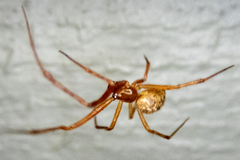 Theridiidae