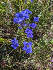 Gentianopsis virgata