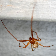 Theridiidae