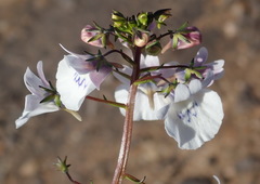 Nemesia elata