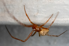 Theridiidae