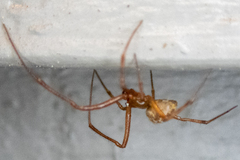 Theridiidae