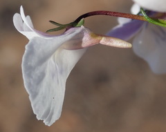 Nemesia elata