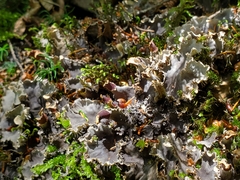 Peltigera polydactylon