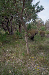 Acacia applanata