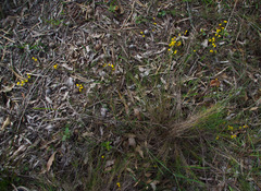 Acacia applanata