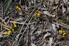 Acacia applanata