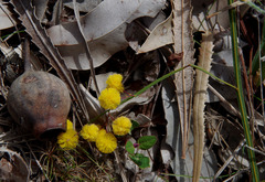 Acacia applanata