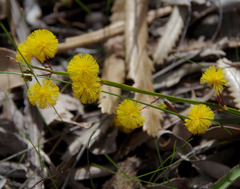Acacia applanata