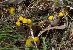 Acacia applanata