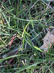 Schistocerca lineata