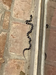 Lampropeltis californiae