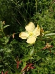 Oenothera speciosa