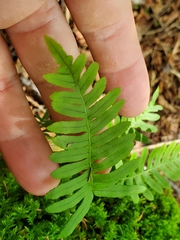 Polypodium appalachianum