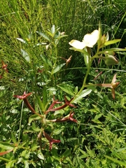 Oenothera speciosa
