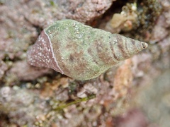 Buccinulum vittatum vittatum
