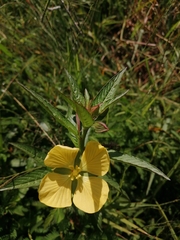Oenothera speciosa