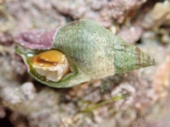 Buccinulum vittatum vittatum