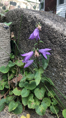 Campanula rapunculoides