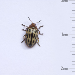 Chrysomela texana