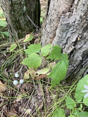 Actaea rubra neglecta
