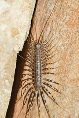 Allothereua maculata