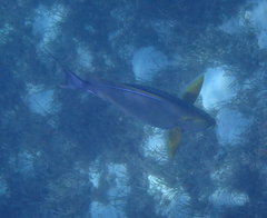 Acanthurus xanthopterus
