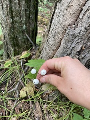 Actaea rubra neglecta