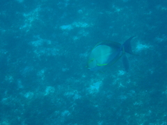 Acanthurus xanthopterus