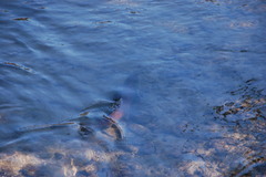 Oncorhynchus tshawytscha