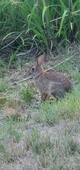 Sylvilagus floridanus